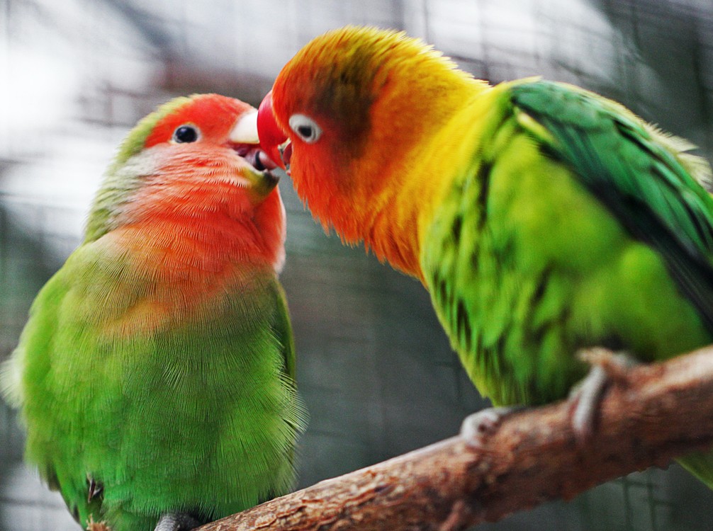 ANTONIA FORSTER ON BONOBO GANG BANGS AND PENGUIN PETTING